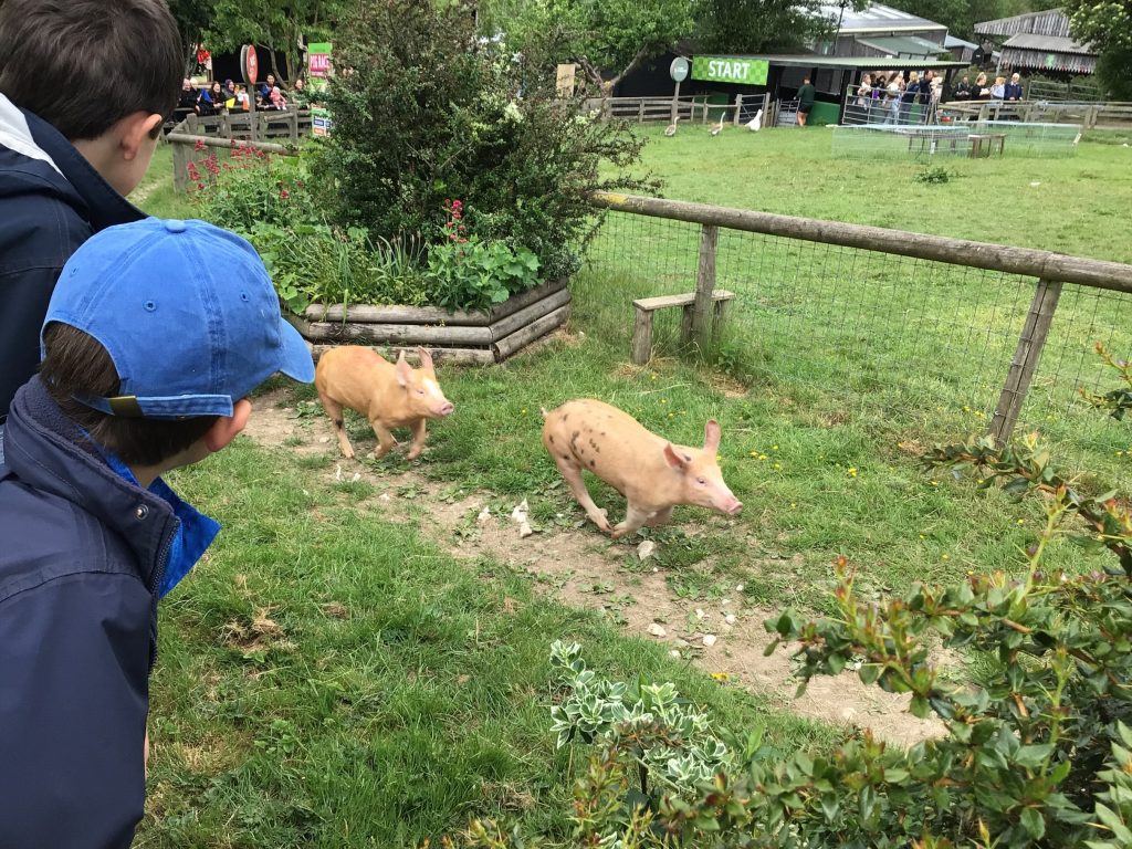 students looking at pigs running