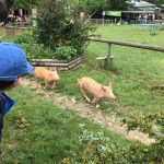 students looking at pigs running